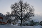 Mezouň pod sněhem (leden 2010)