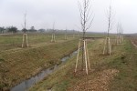 Výsadba nových stromů u poldru